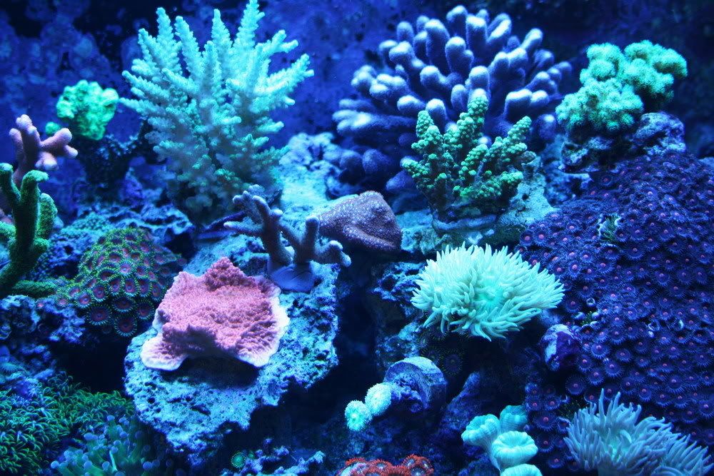Corals1.jpg