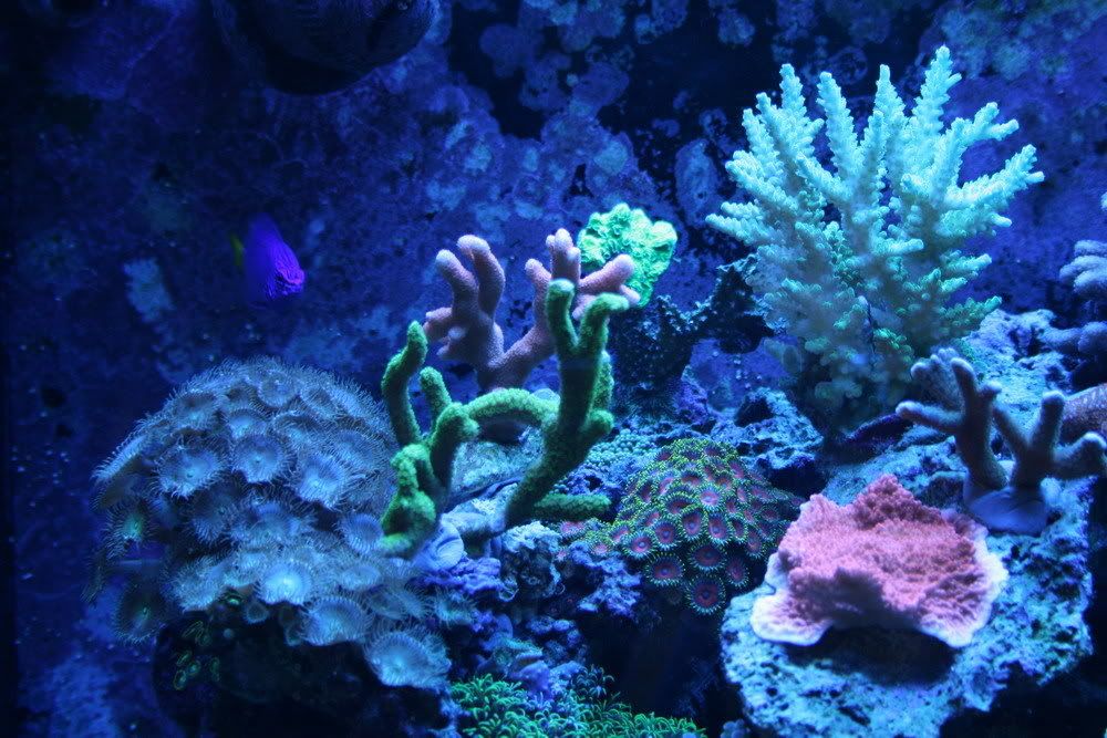 Corals27_6_08.jpg