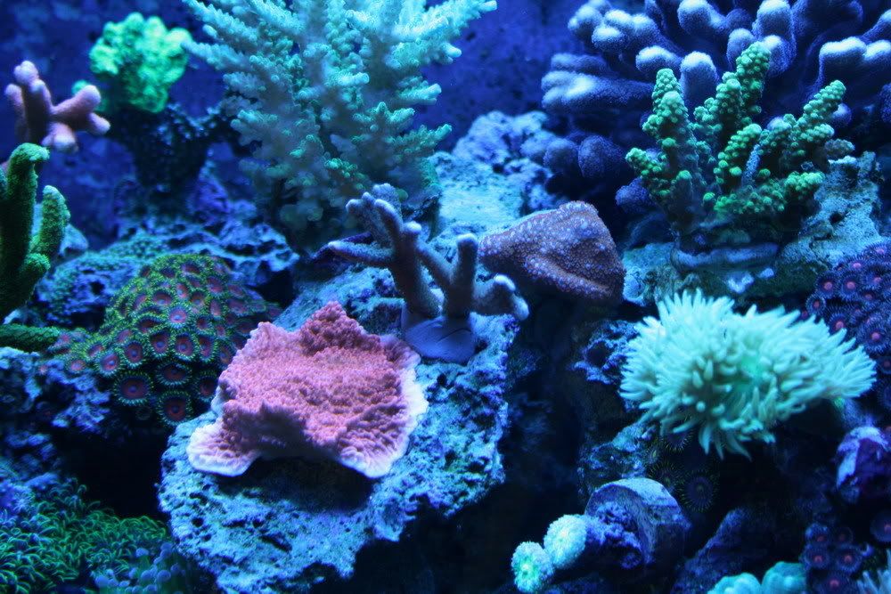 Corals7_6_08.jpg