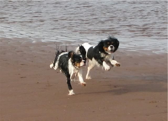 photo KatieZoeyracingonthebeach.jpg
