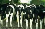 [Image: cows3.jpg]