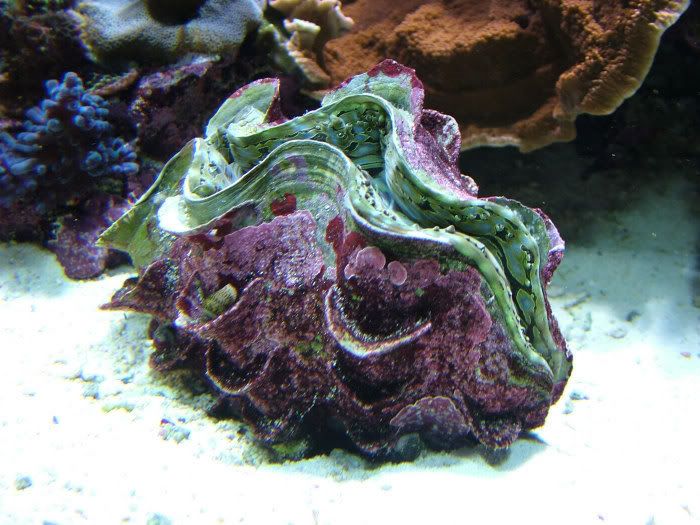 Squamosa clam not opening fully Reef Central Online Community