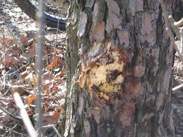 Xplorpinebarrens126.jpg