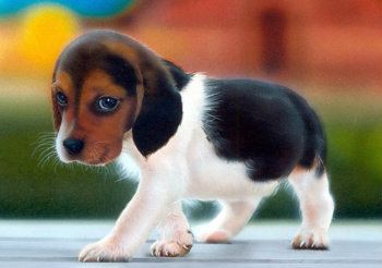 cute-animalsv2 photo cute-animalsv2.jpg