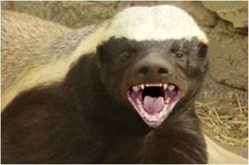 honeybadger