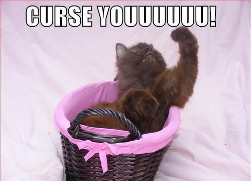 funny-pictures-angry-cat-curses-you.jpg
