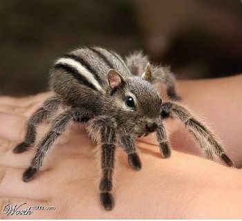 squirrel-spider