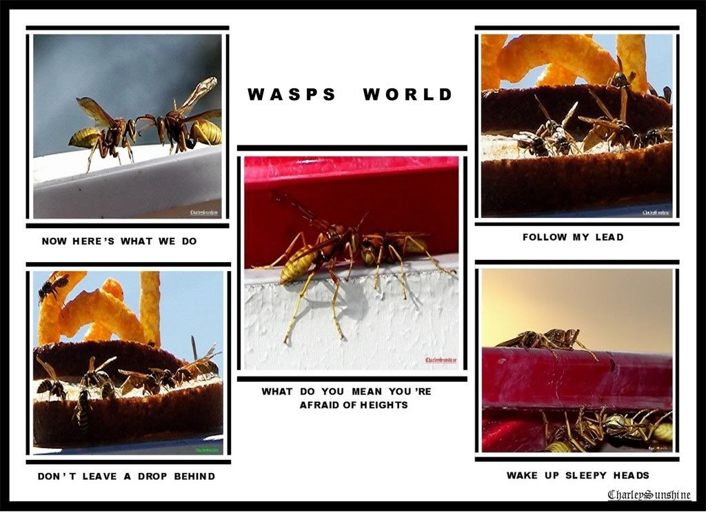 WASPS