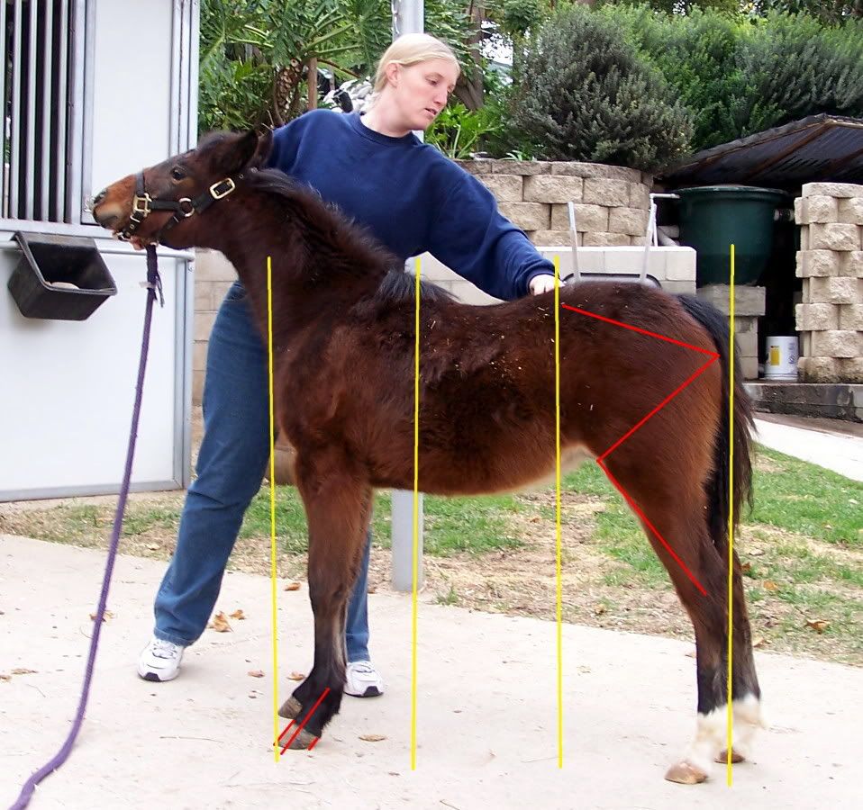 How To Help A Horse With Locking Stifle at Gonzalez blog