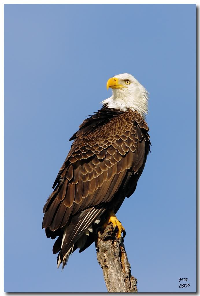 Bald-Eagle-1.jpg