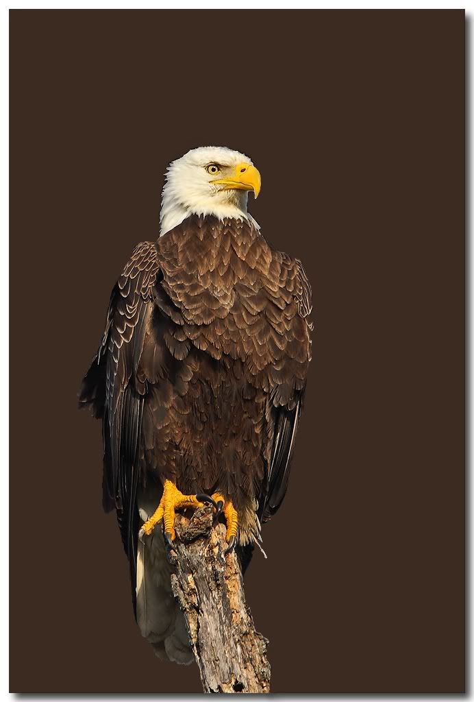 Bald-Eagle-test1.jpg