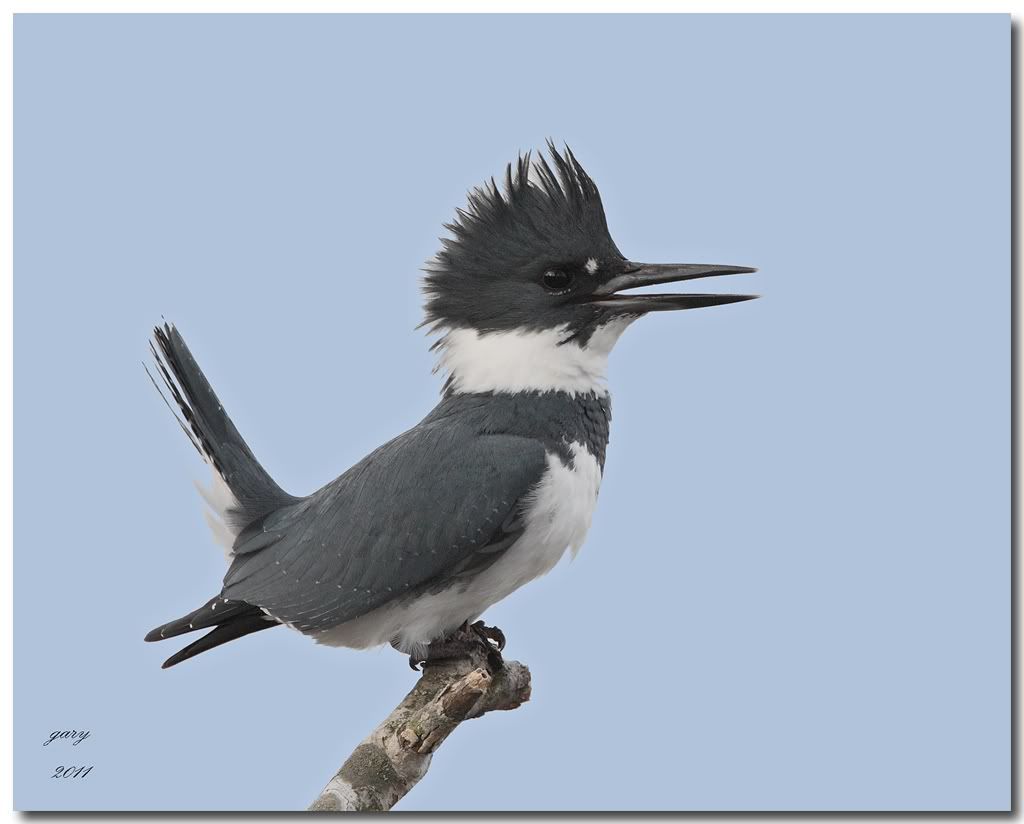 IMAGE: http://i153.photobucket.com/albums/s212/hTr_02/Belted-KF5.jpg