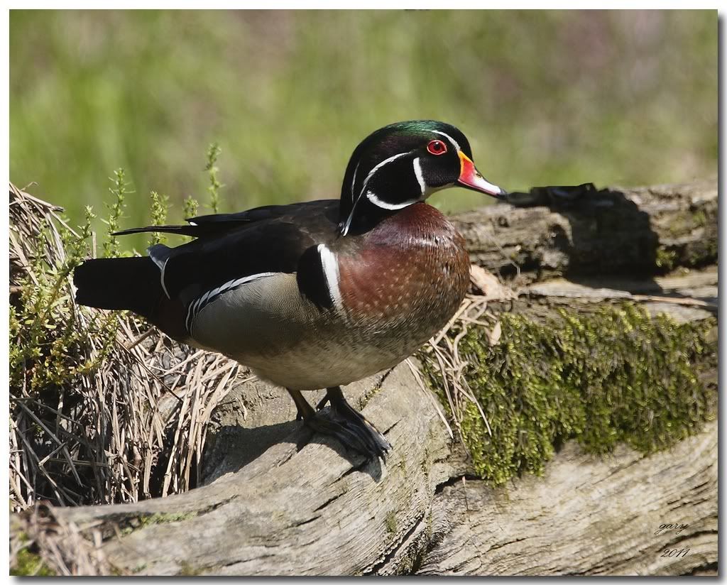 IMAGE: http://i153.photobucket.com/albums/s212/hTr_02/Drake1.jpg