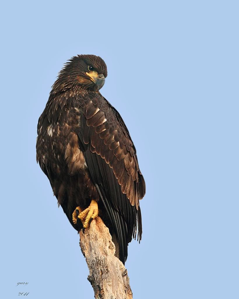 IMAGE: http://i153.photobucket.com/albums/s212/hTr_02/Eagle-Fledgling.jpg