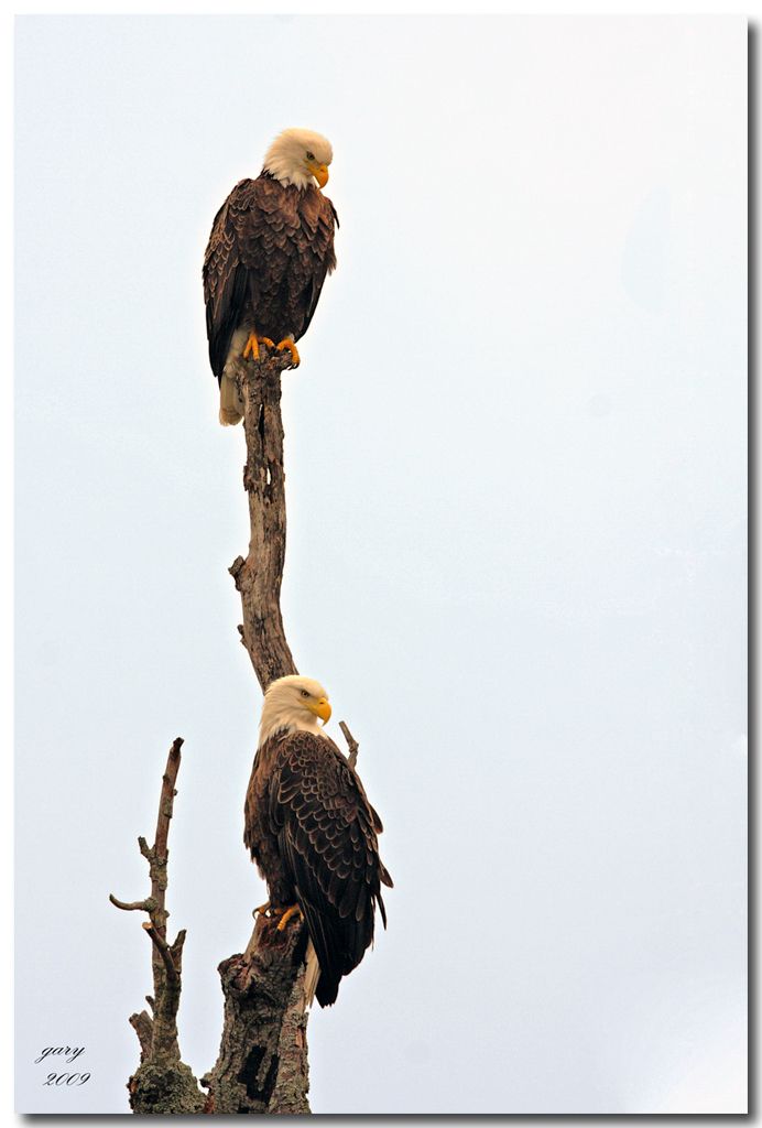 Eagles-Perch.jpg