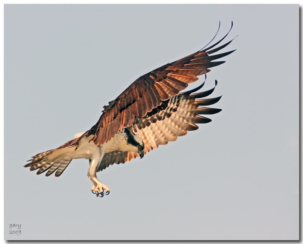 New-Osprey-Pose.jpg