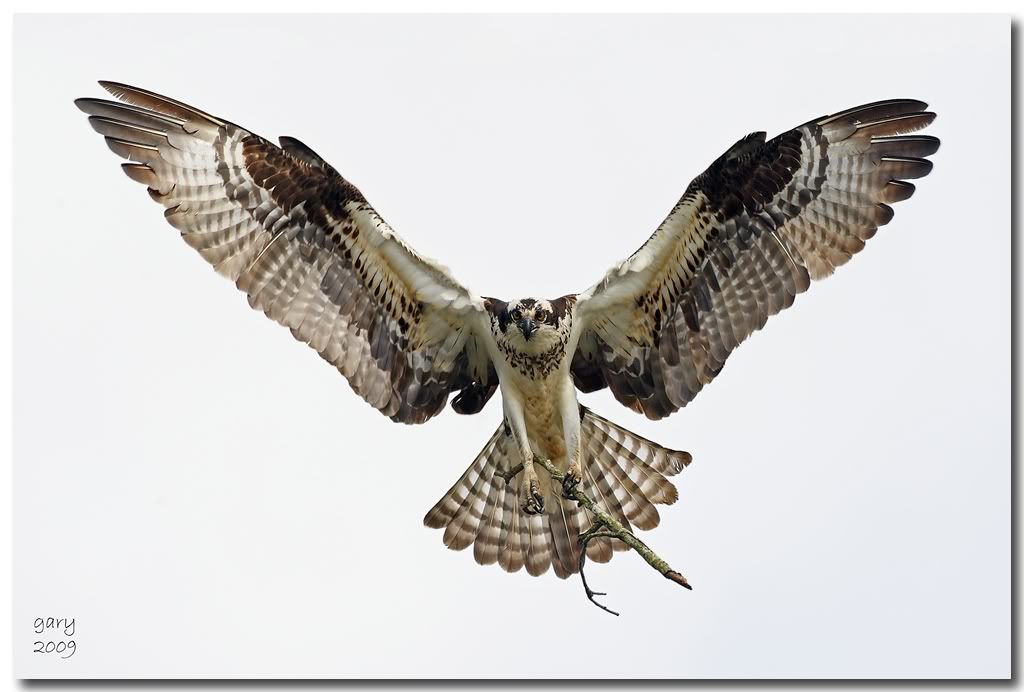 Osprey-Good1.jpg