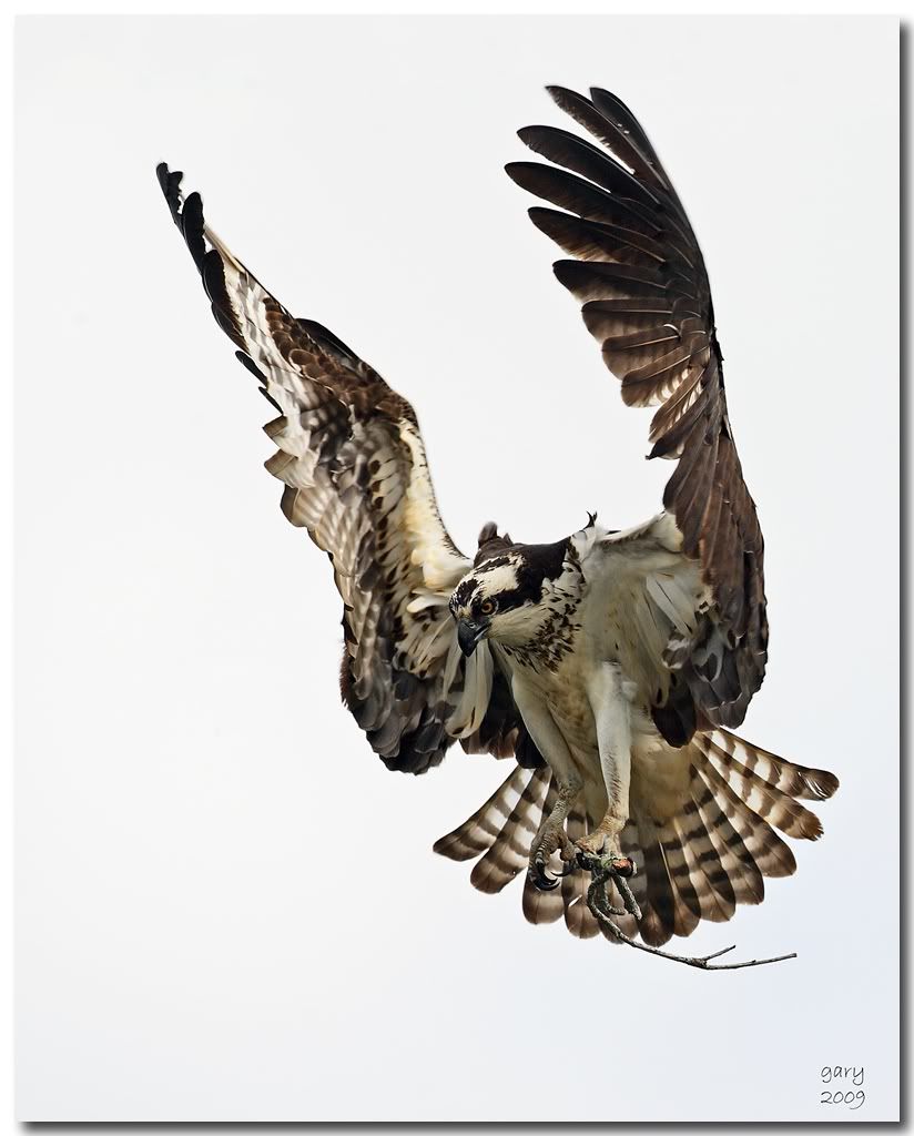 Osprey-Good2.jpg