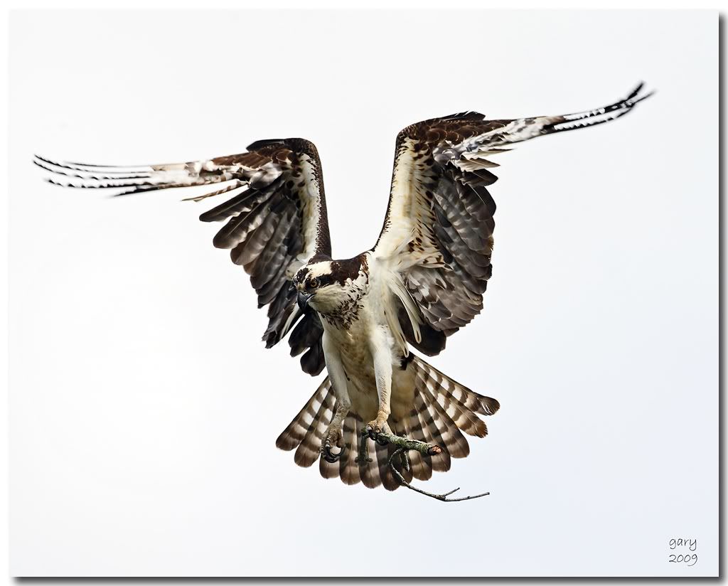 Osprey-Good3.jpg