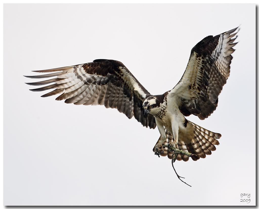 Osprey-Good4.jpg