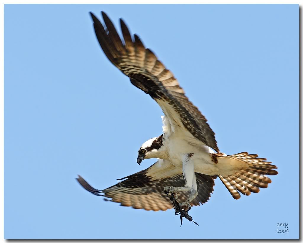 Osprey-Nest-Work3.jpg