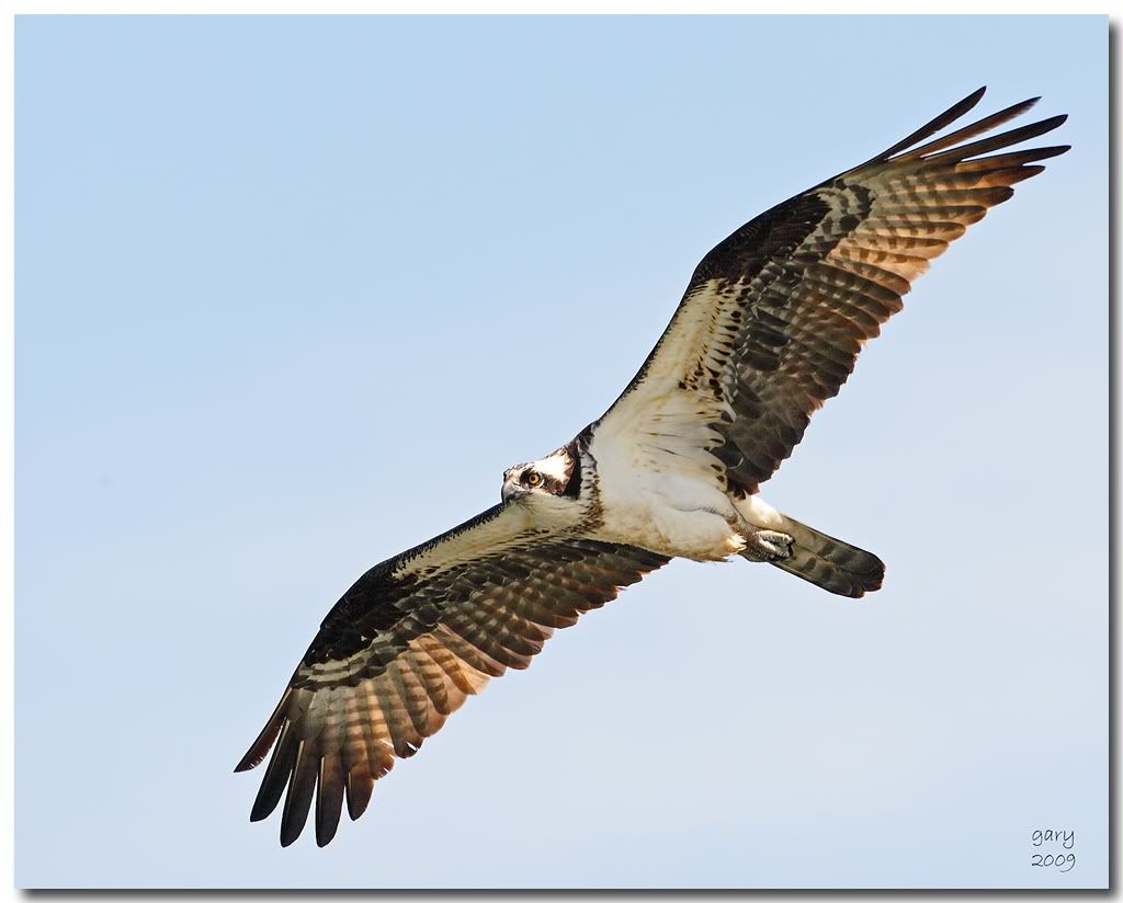 Osprey-Nest-Work4.jpg