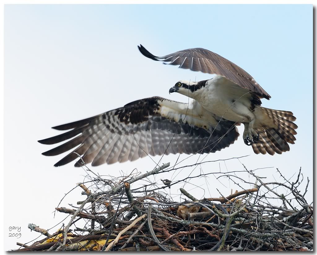 Osprey-nest-work.jpg