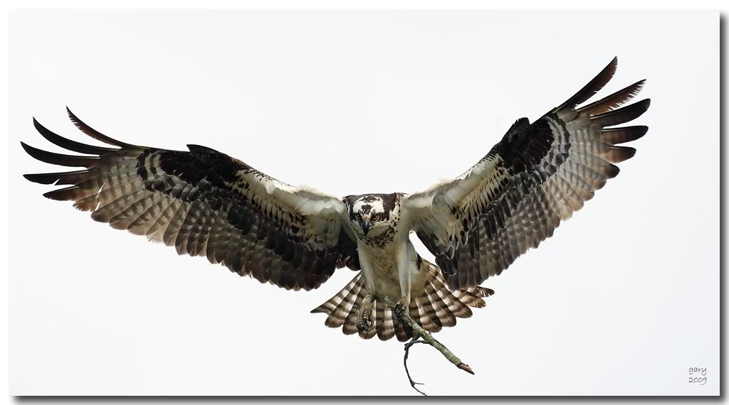 Osprey-nest-work1.jpg