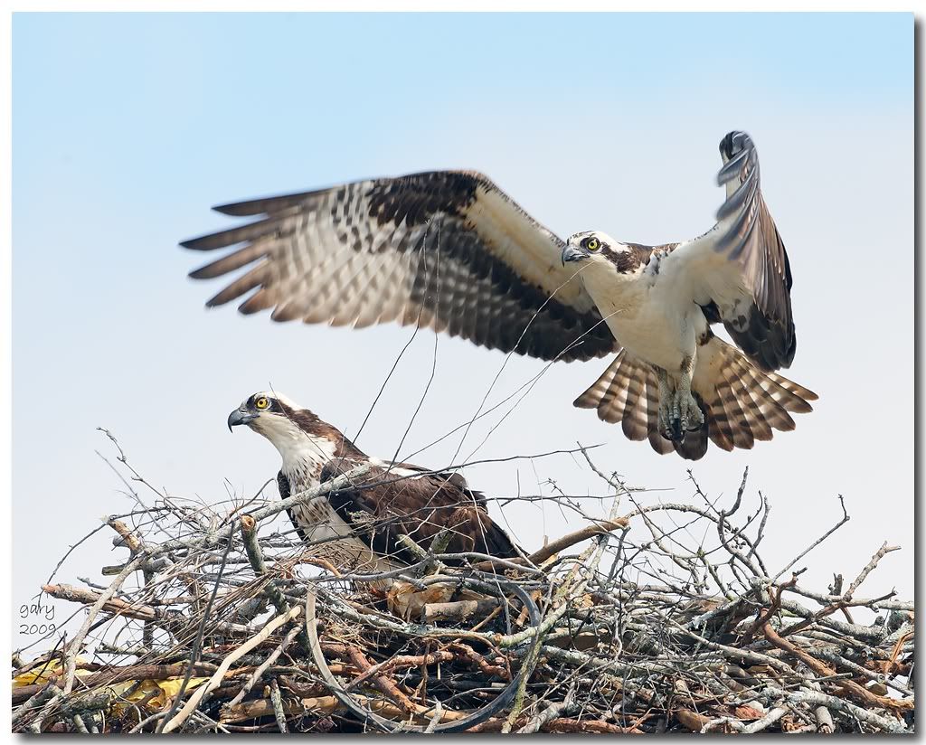 Osprey-nest-work2.jpg