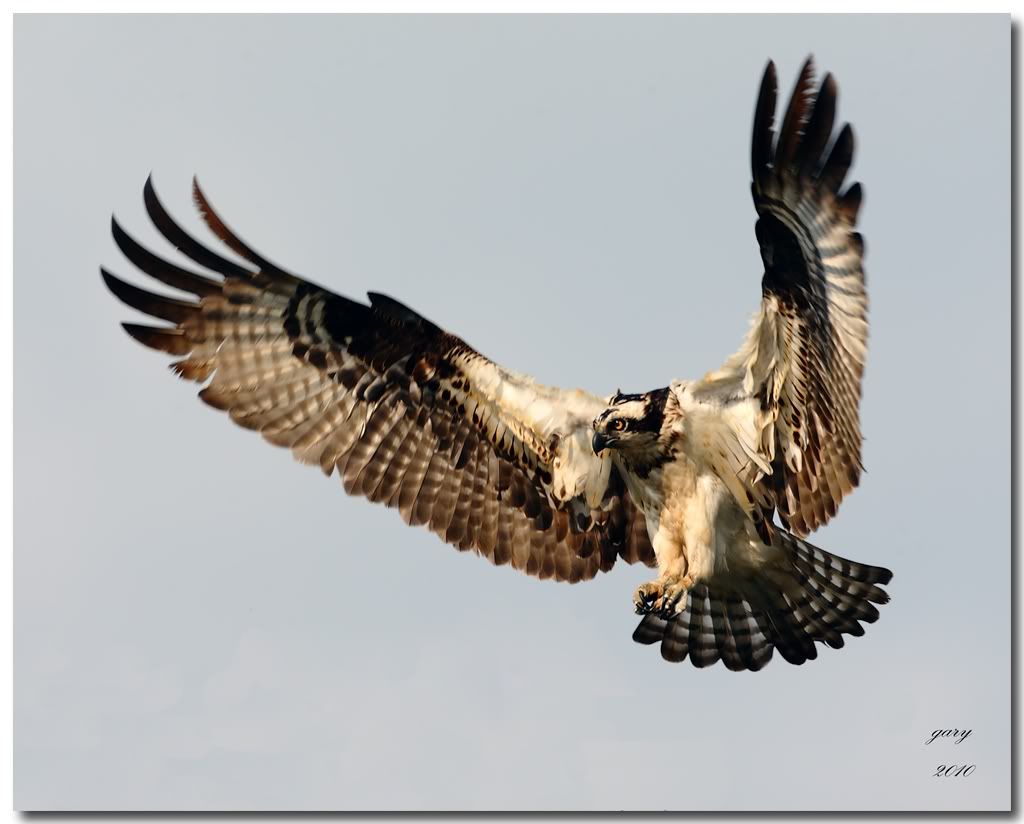 IMAGE: http://i153.photobucket.com/albums/s212/hTr_02/Osprey.jpg