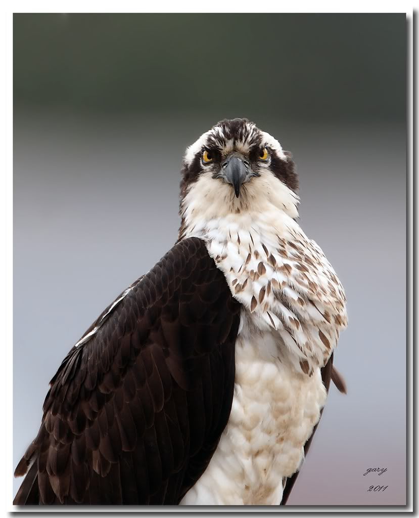 IMAGE: http://i153.photobucket.com/albums/s212/hTr_02/Osprey_3.jpg