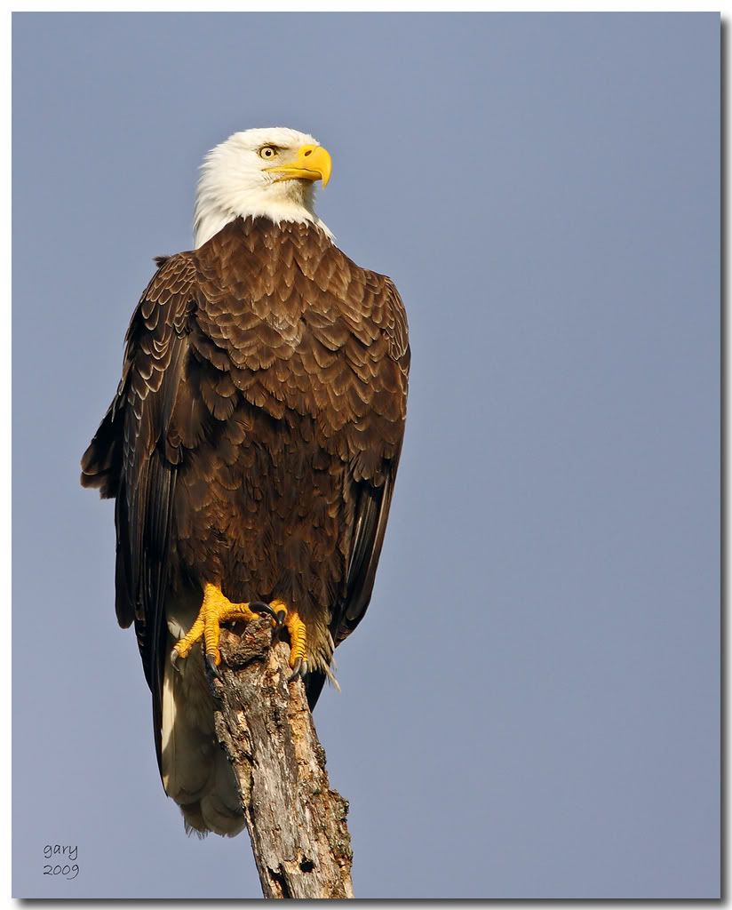 Proud-Eagle.jpg