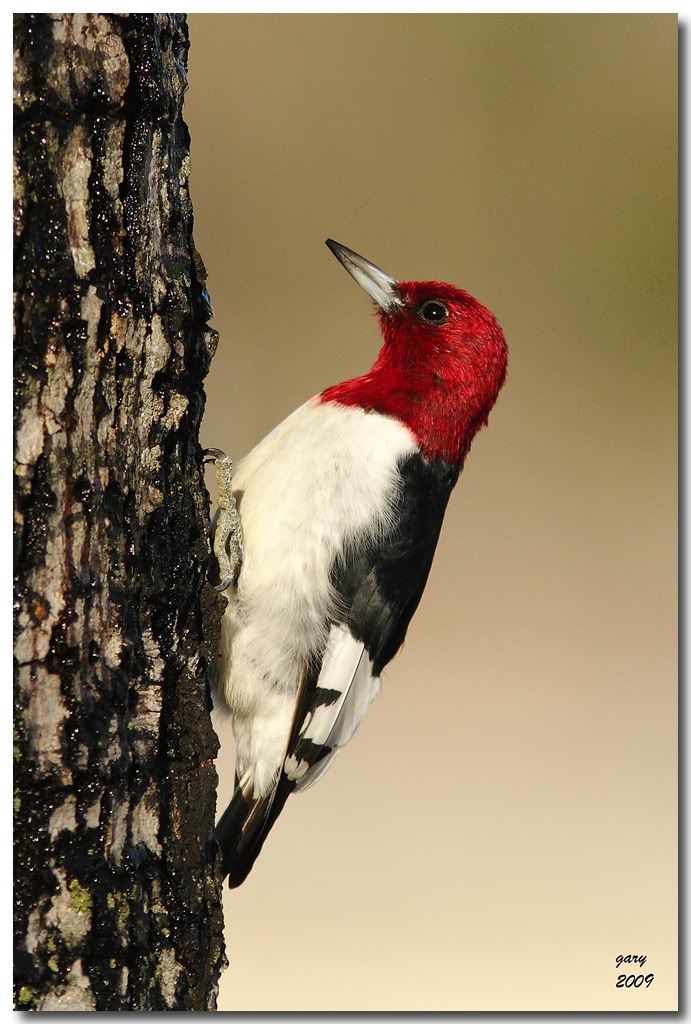 R-Woodpecker.jpg