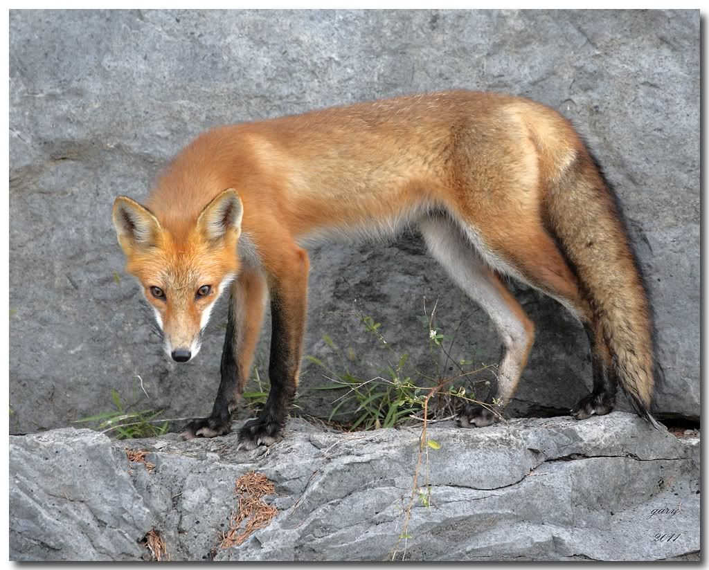 IMAGE: http://i153.photobucket.com/albums/s212/hTr_02/Red-fox8.jpg