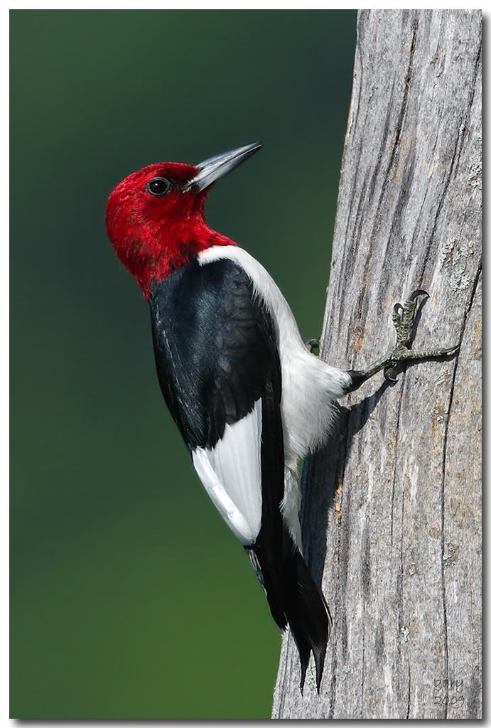 Redheaded-Woodpecker.jpg