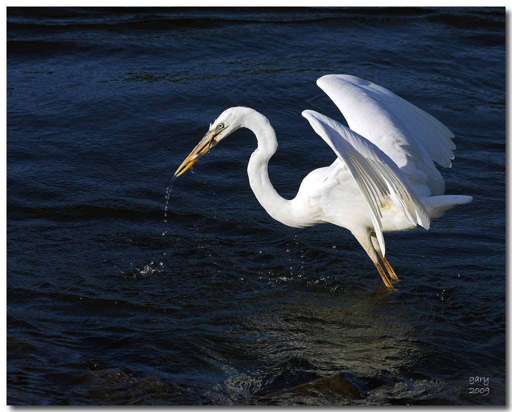 White-Heron-fishing.jpg