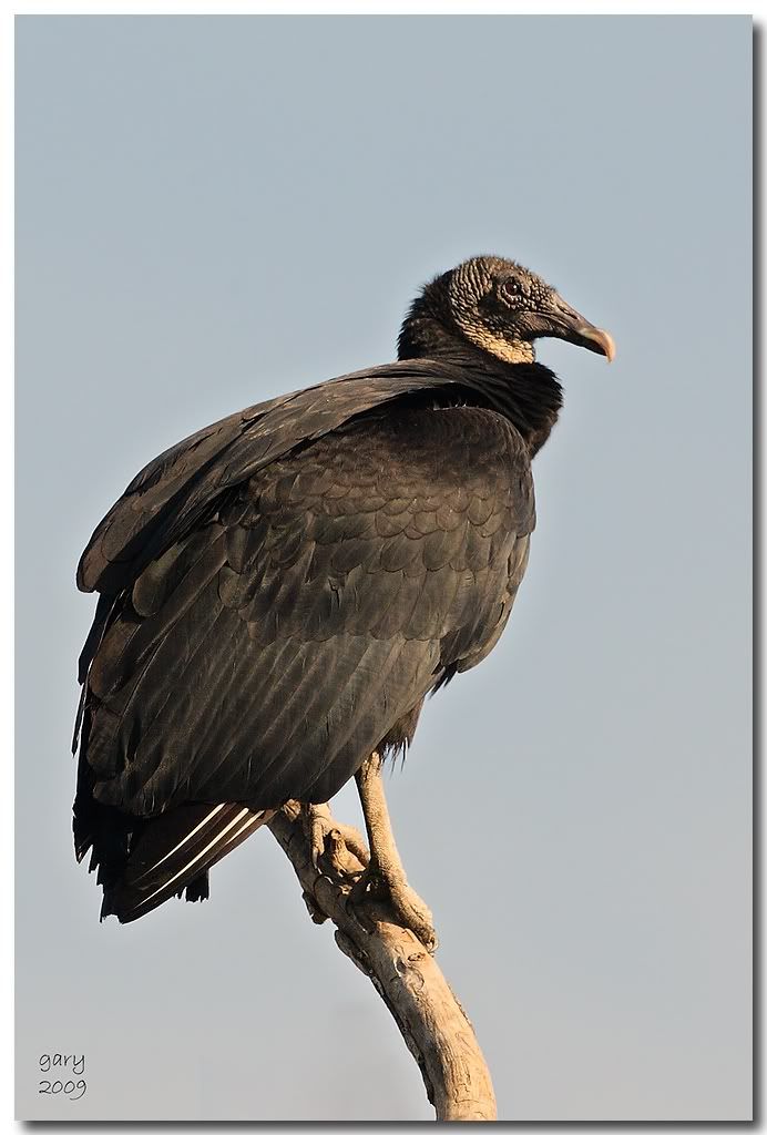 black-vulture.jpg