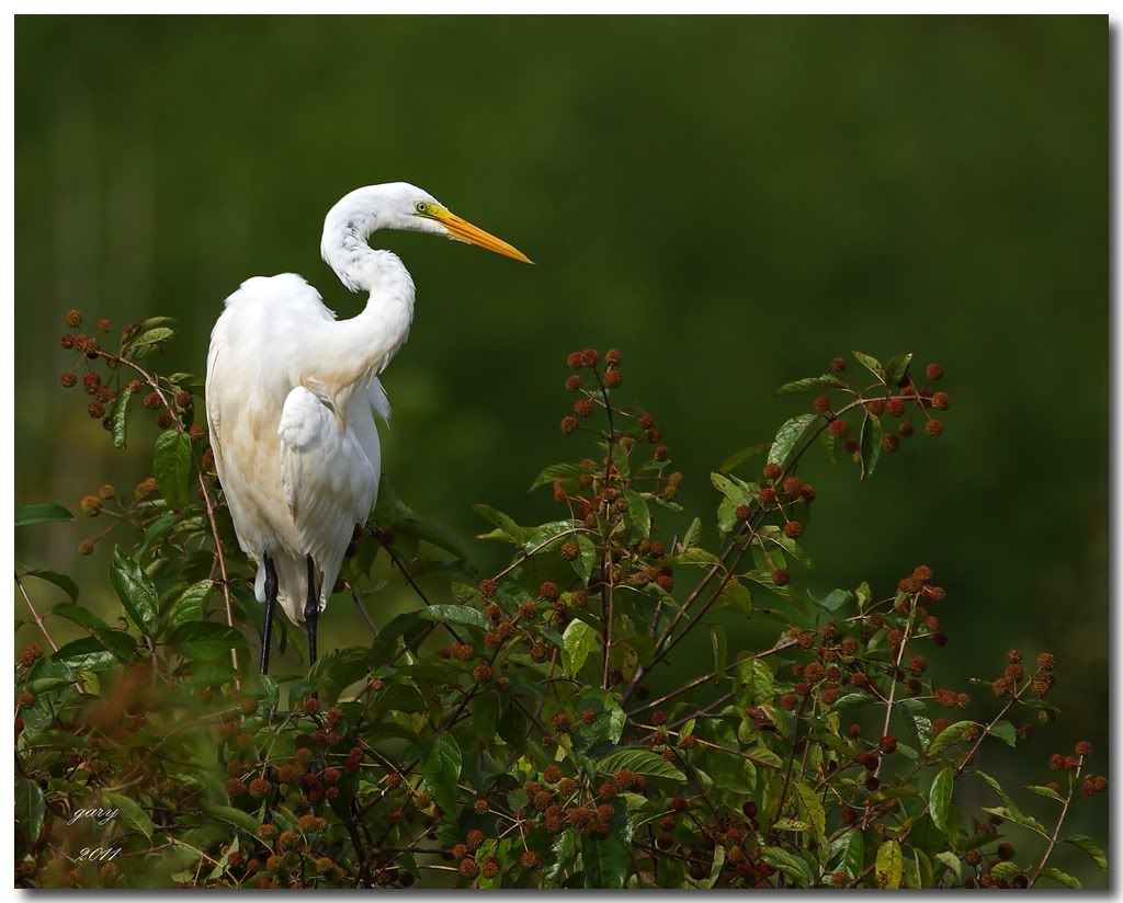 IMAGE: http://i153.photobucket.com/albums/s212/hTr_02/egret1.jpg