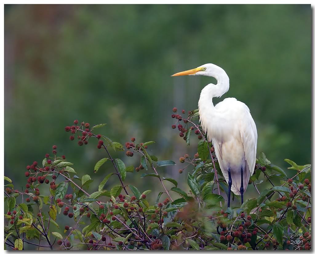 great-egret.jpg