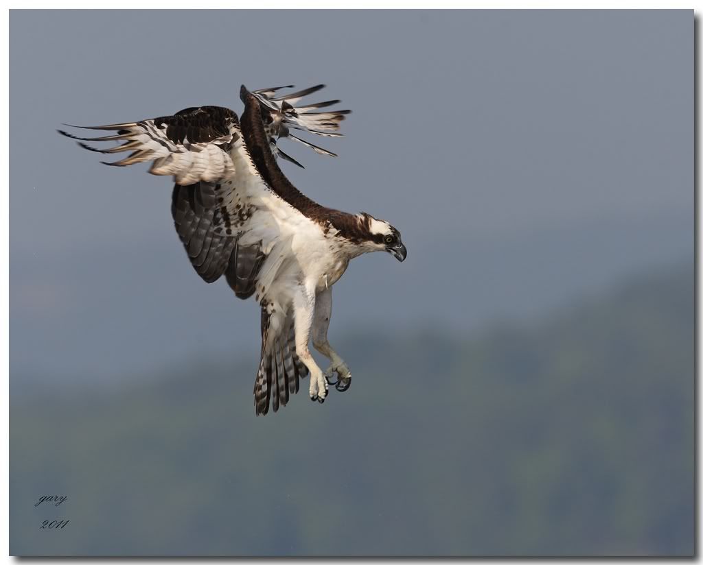 IMAGE: http://i153.photobucket.com/albums/s212/hTr_02/o-mink1.jpg