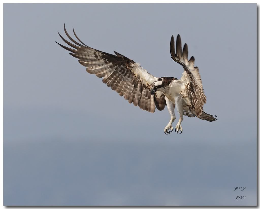 IMAGE: http://i153.photobucket.com/albums/s212/hTr_02/o-mink3.jpg