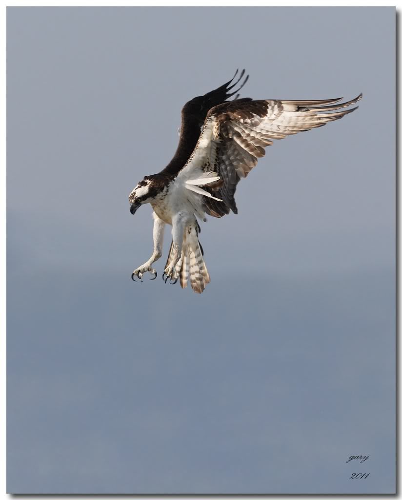 IMAGE: http://i153.photobucket.com/albums/s212/hTr_02/o-mink4.jpg