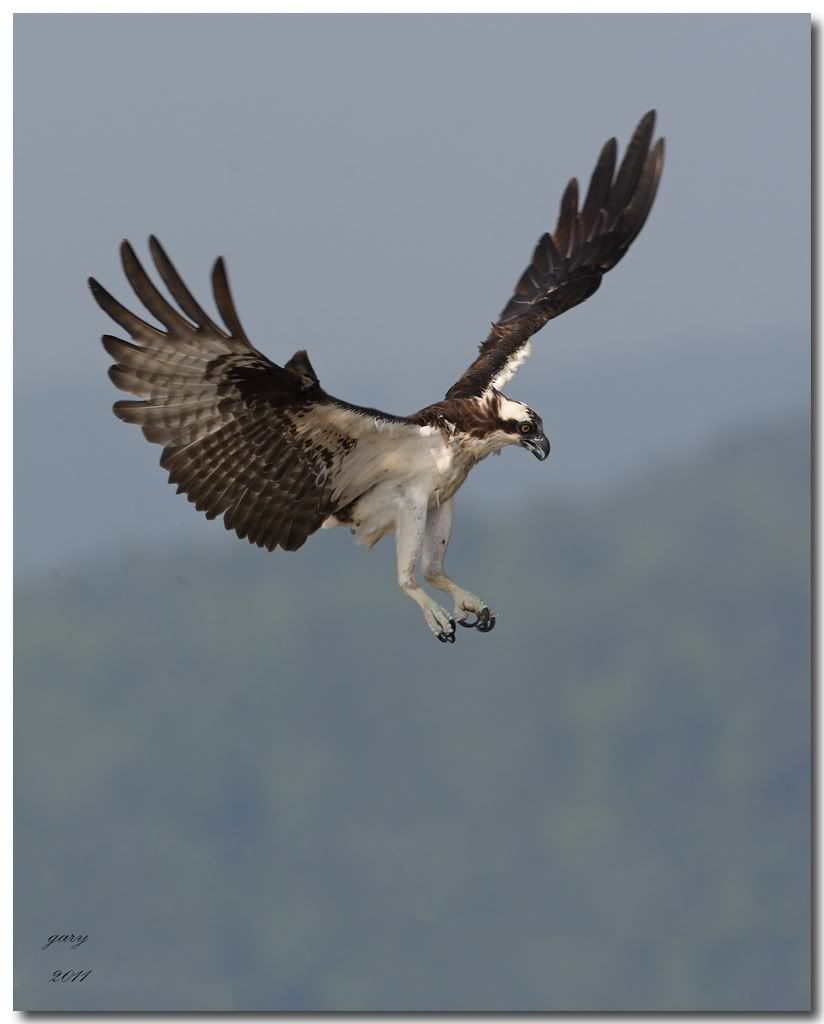 IMAGE: http://i153.photobucket.com/albums/s212/hTr_02/o-mink5.jpg