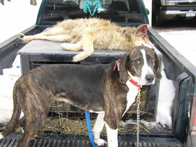 July Coyote Hounds for Sale July Coyote Hounds for Sale