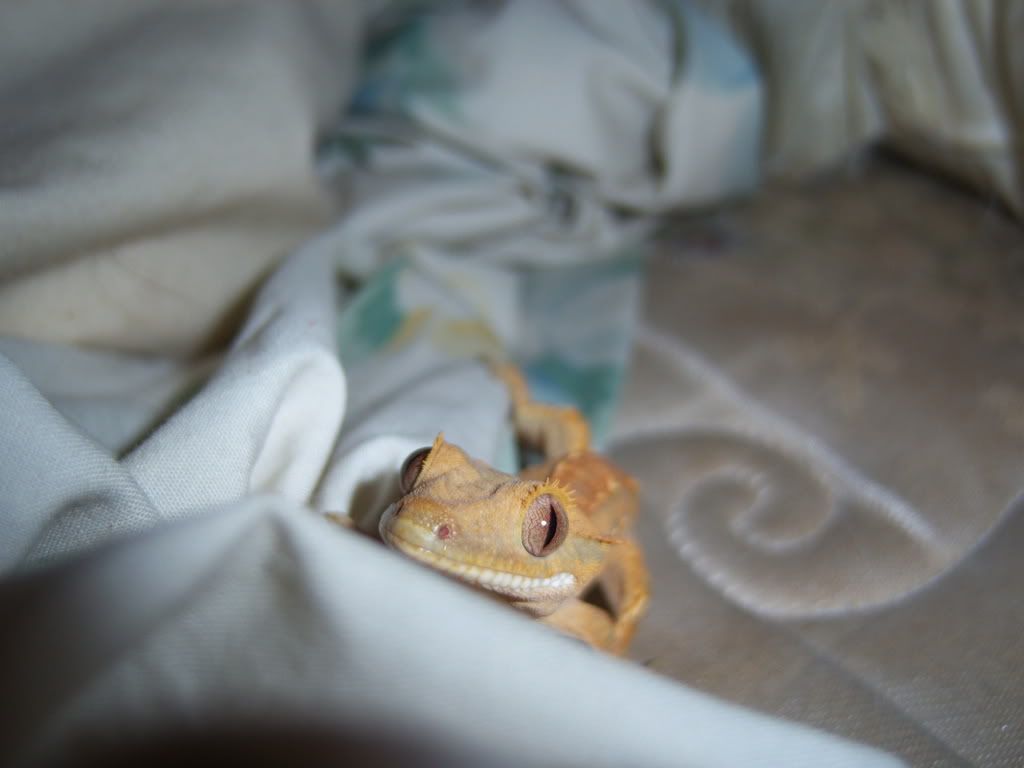 gecko001.jpg