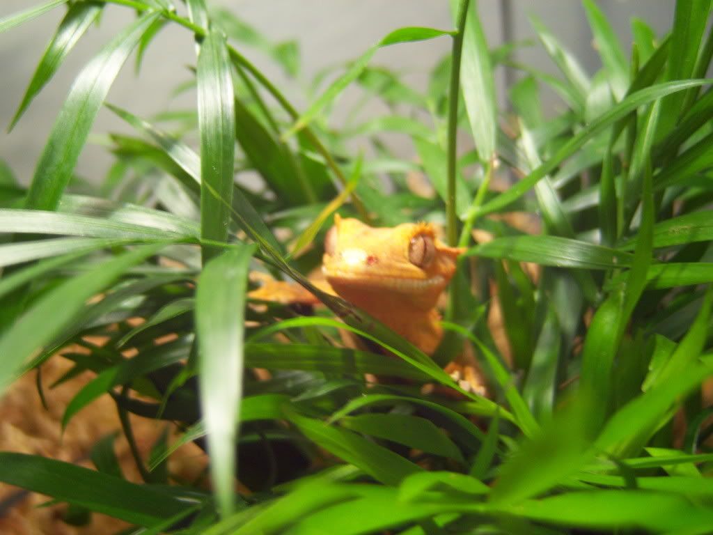 gecko009.jpg