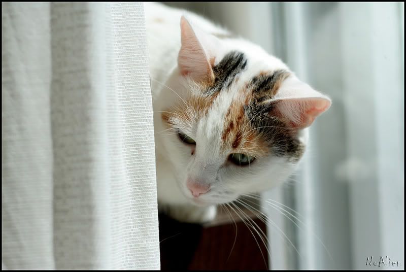 Photo Sharing and Video Hosting at Photobucket