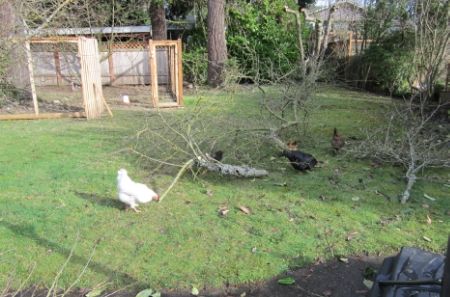 Chickens peck the wreckage