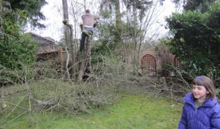 Felling the apple tree