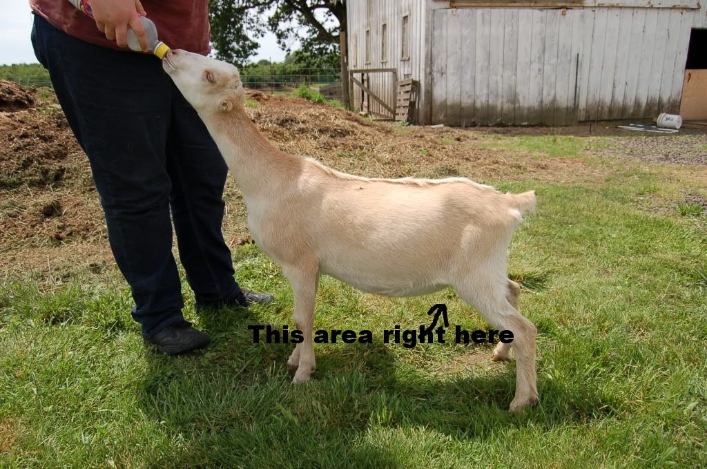 I could use a hug - Goats